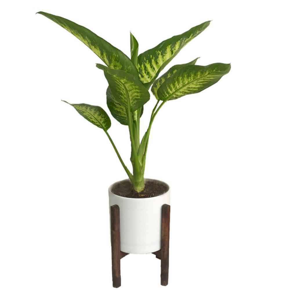 3 گیاه مدل برگدار مدل ۳ - تصویر 1