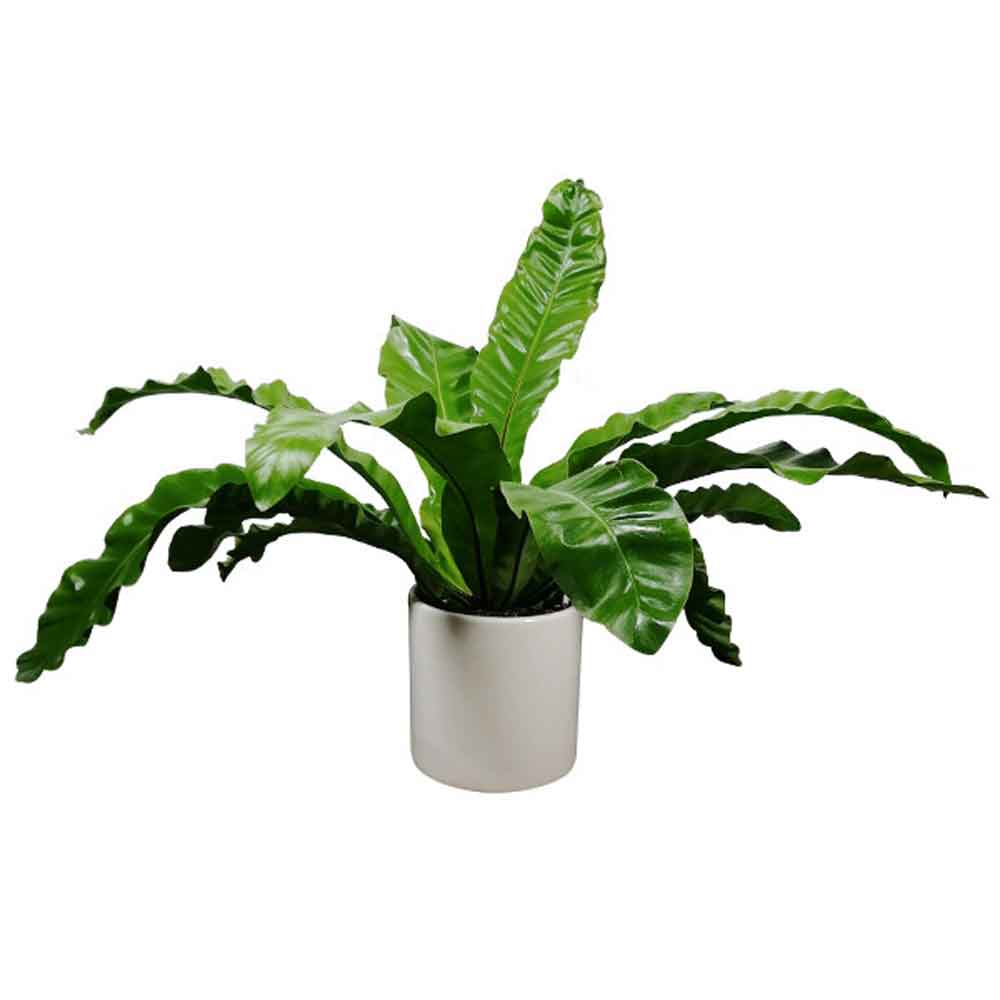 5 گیاه مدل برگدار مدل ۵ - تصویر 1